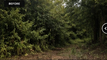 Overgrown property before land clearing